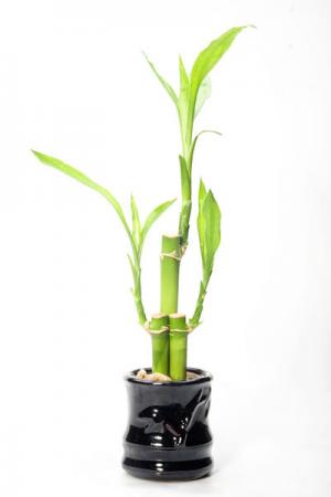 Is dracena toxic sales to dogs